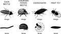 Set of black silhouettes of insect pests of agricultural plants click beetle, colorado potato beetle, cockchafer and fruit fly Royalty Free Stock Photo